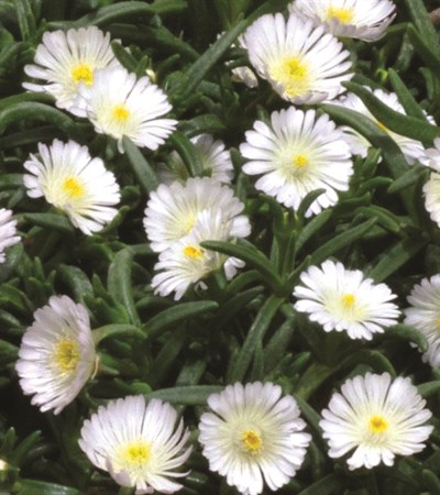 Ice Plant Wheels of Wonder® White Wonder